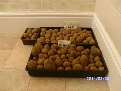 Spuds Chitting