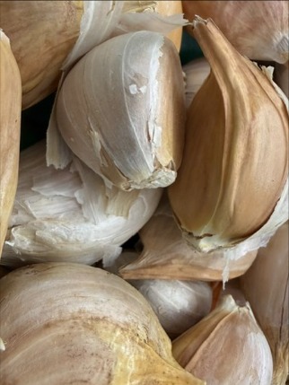 elephant garlic