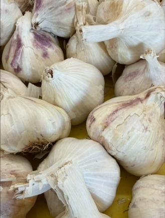garlic